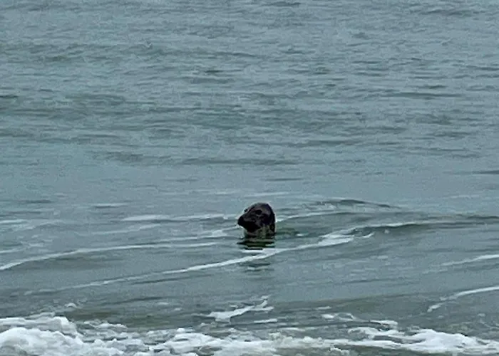 Amaranta By Bloss * Ostende